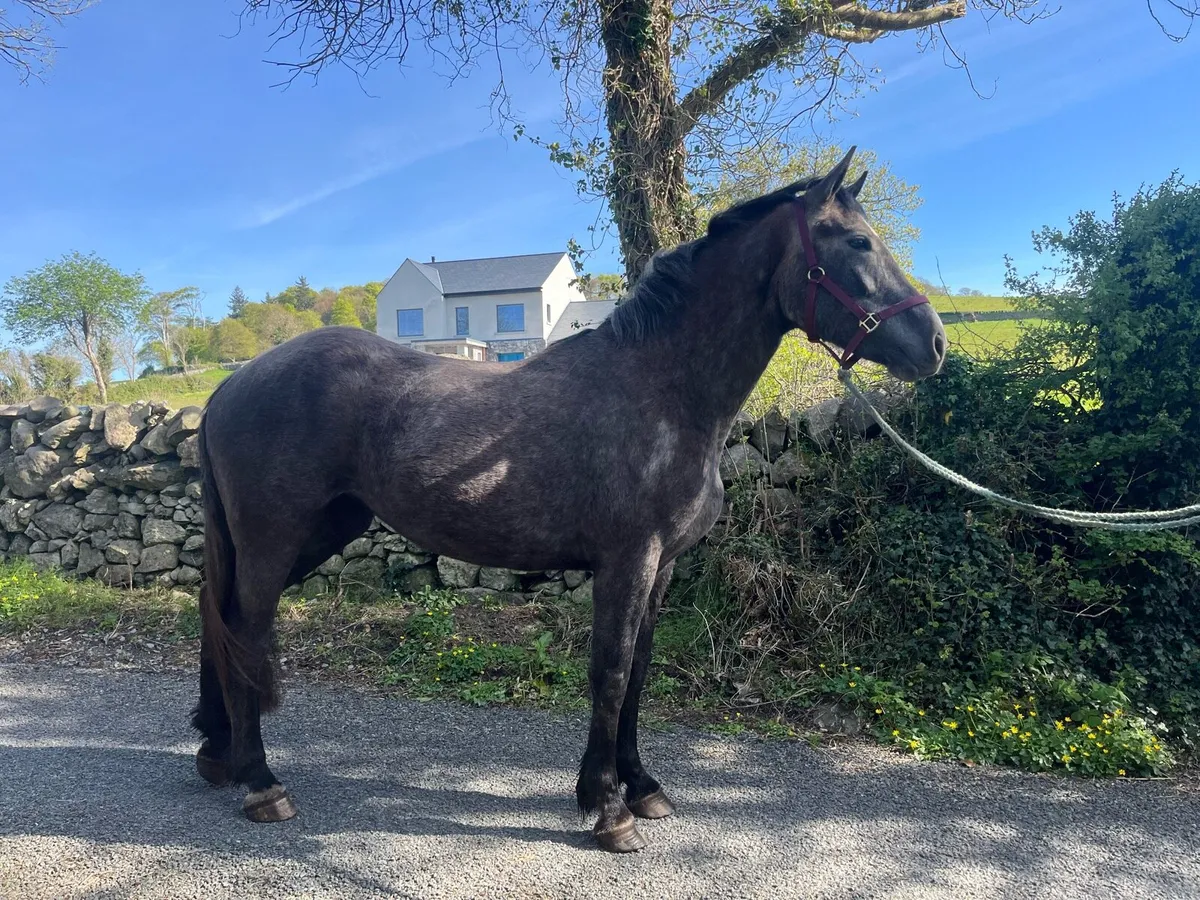 3 year old Irish draught mare - Image 4
