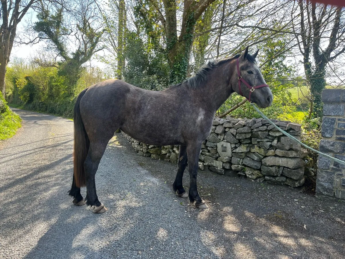 3 year old Irish draught mare - Image 3