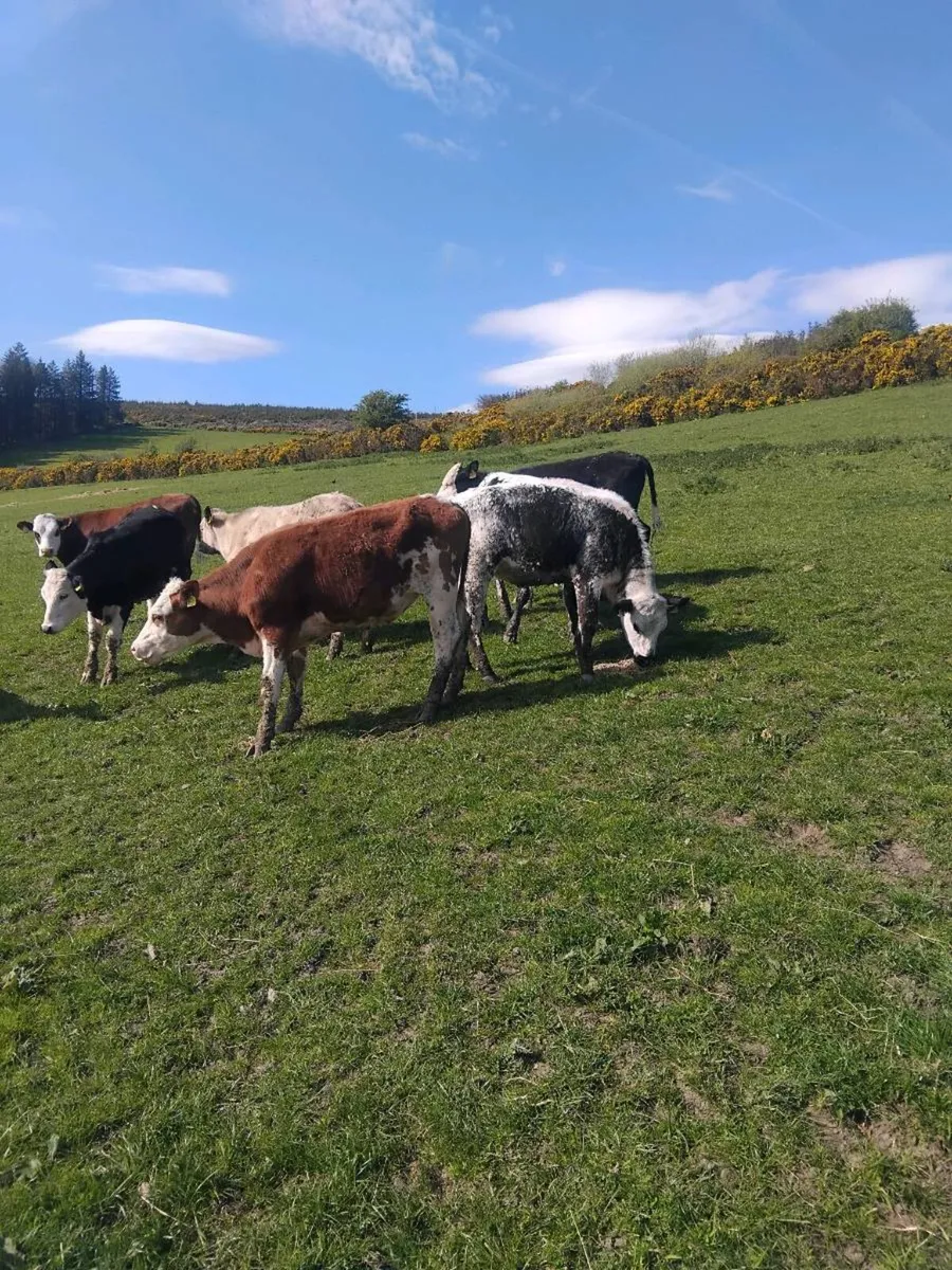 320kg heifers - Image 2