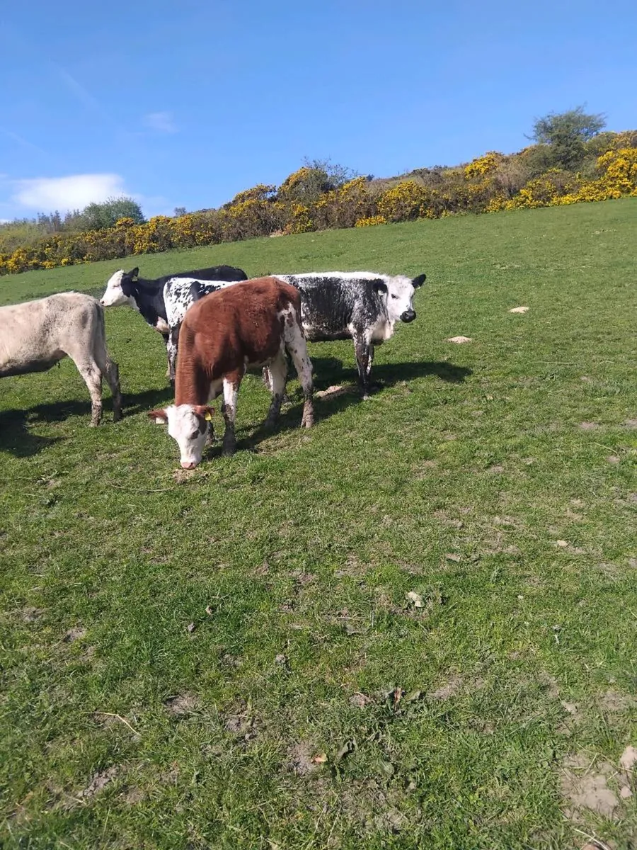 320kg heifers - Image 3