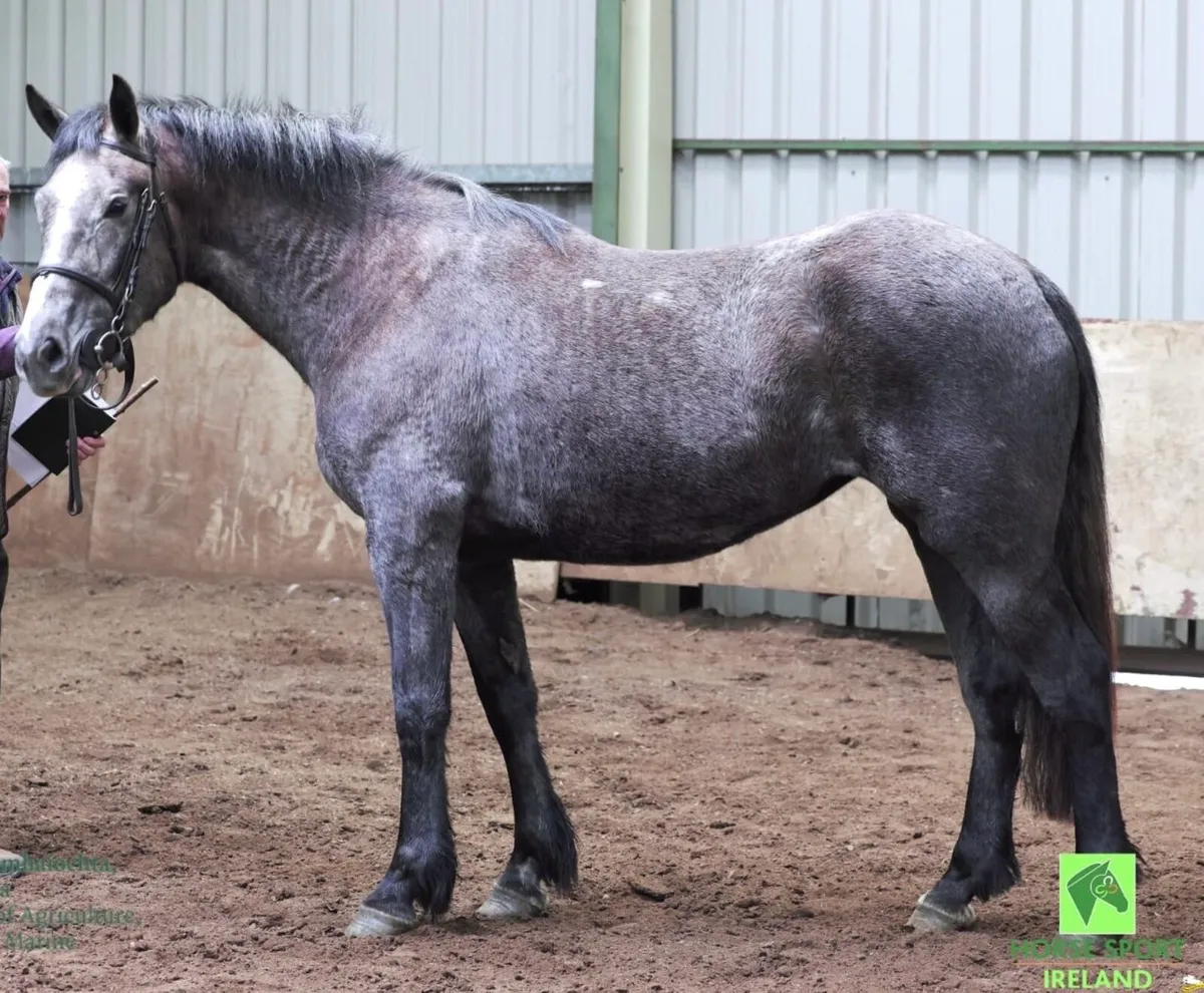 3 year old RID mare - Image 1