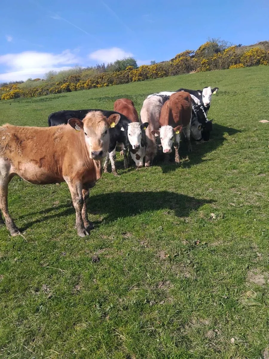 320kg heifers - Image 4