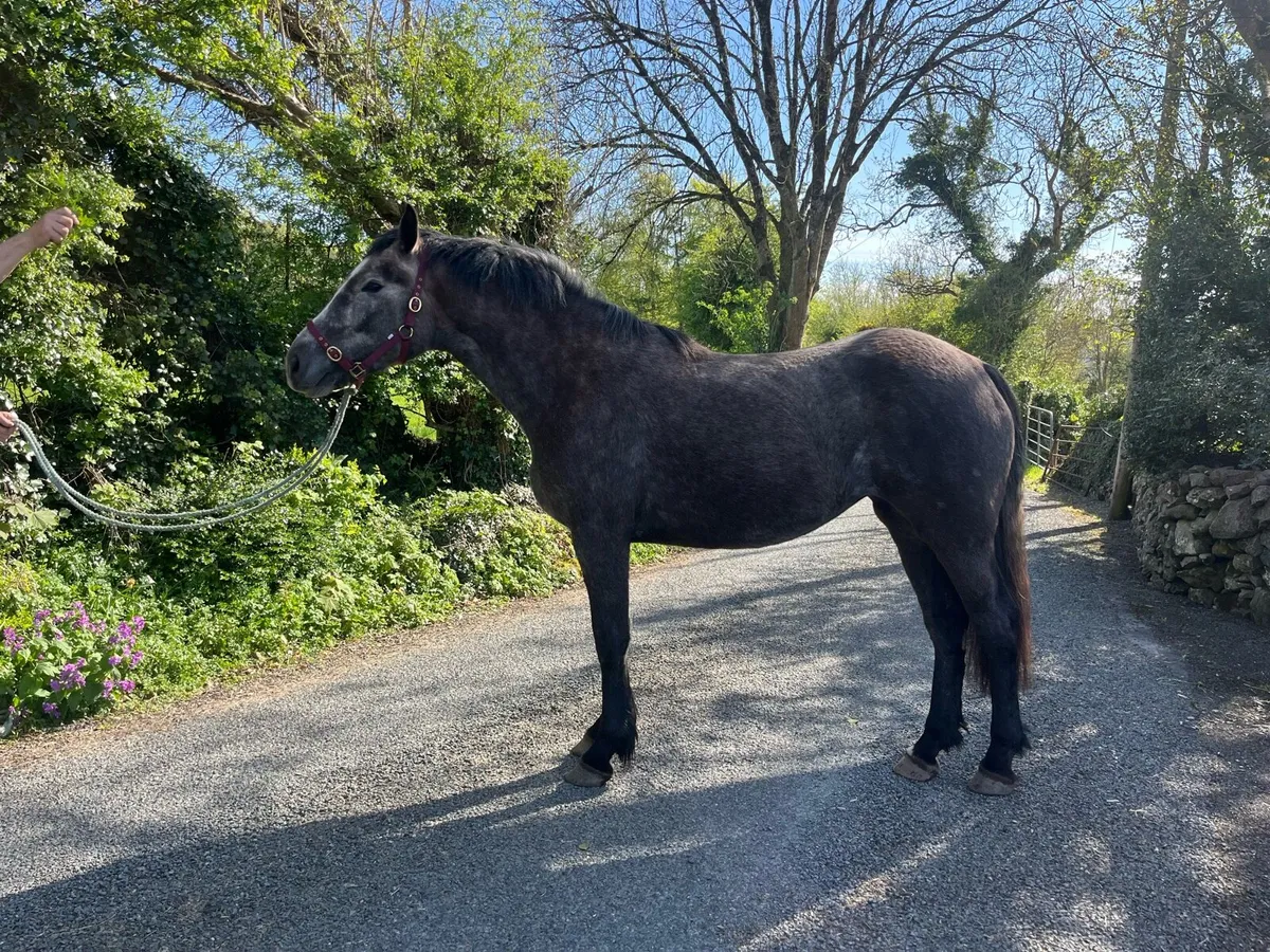 3 year old RID mare - Image 4