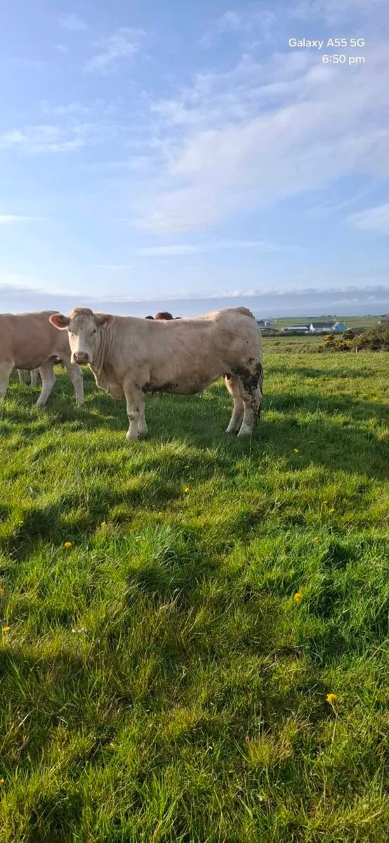 In calf heifers - Image 2