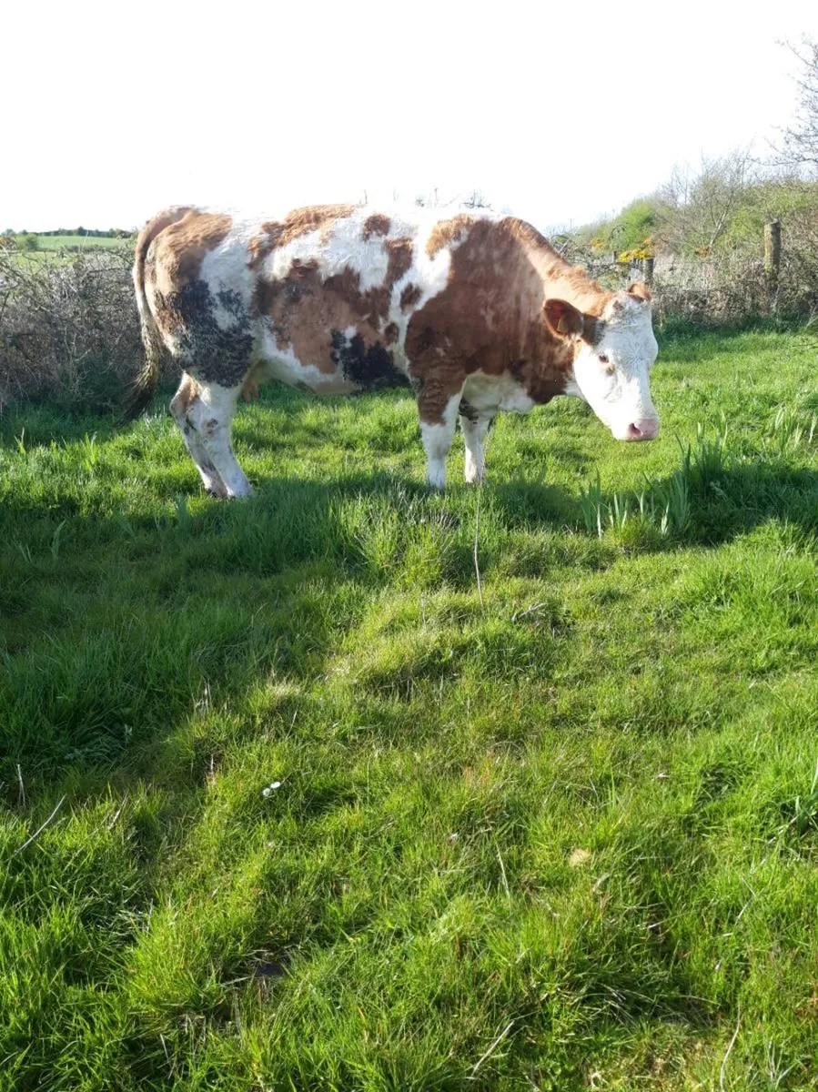 cow - Image 3