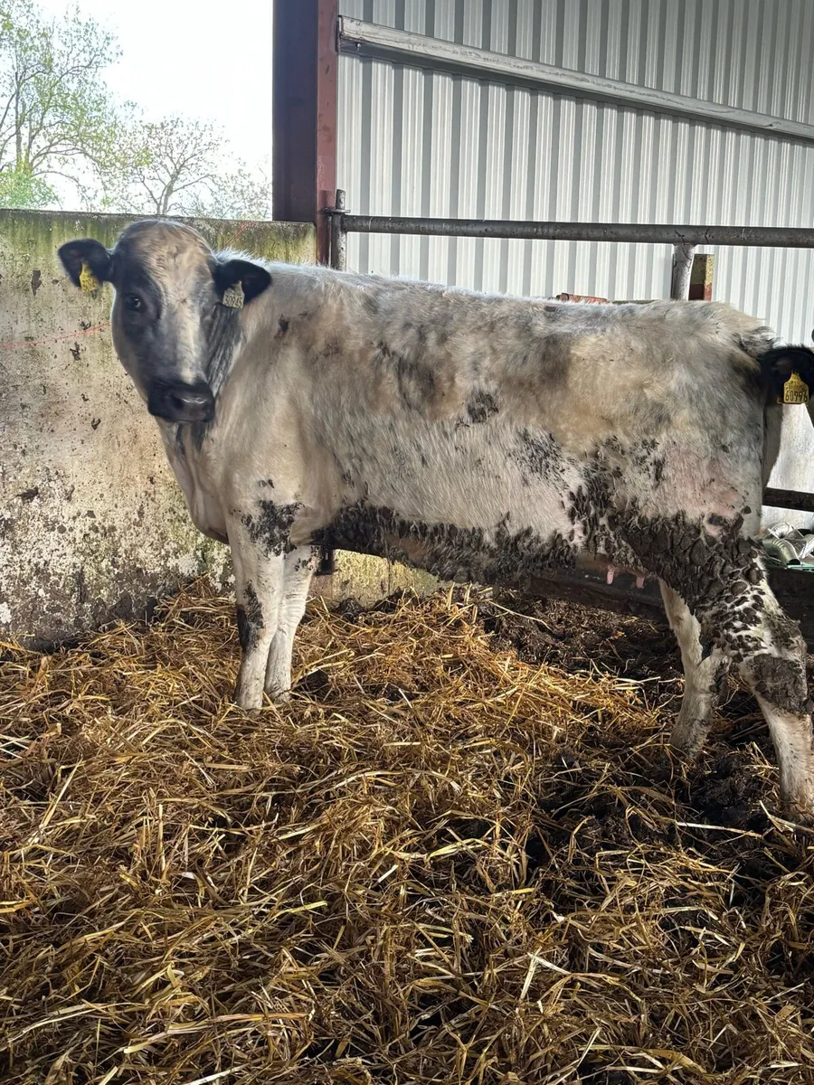 ⭐️⭐️SUPER SHORTHORN SPRINGER⭐️⭐️ - Image 1