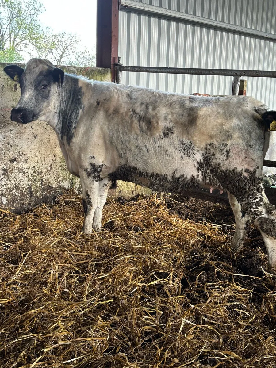 ⭐️⭐️SUPER SHORTHORN SPRINGER⭐️⭐️ - Image 2