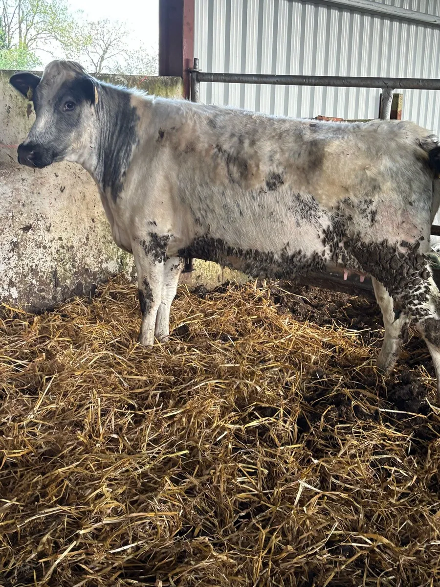 ⭐️⭐️SUPER SHORTHORN SPRINGER⭐️⭐️ - Image 3