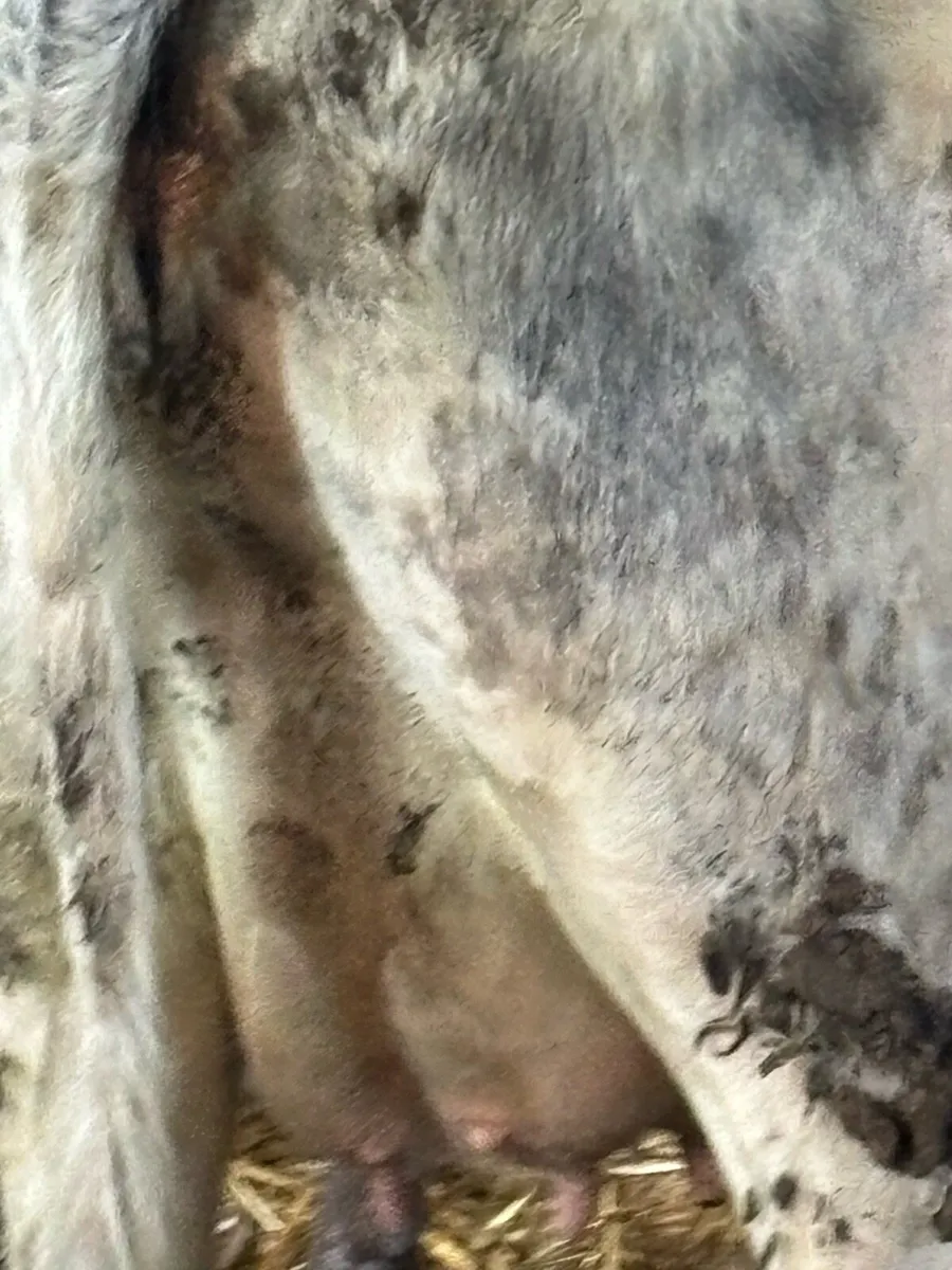 ⭐️⭐️SUPER SHORTHORN SPRINGER⭐️⭐️ - Image 4