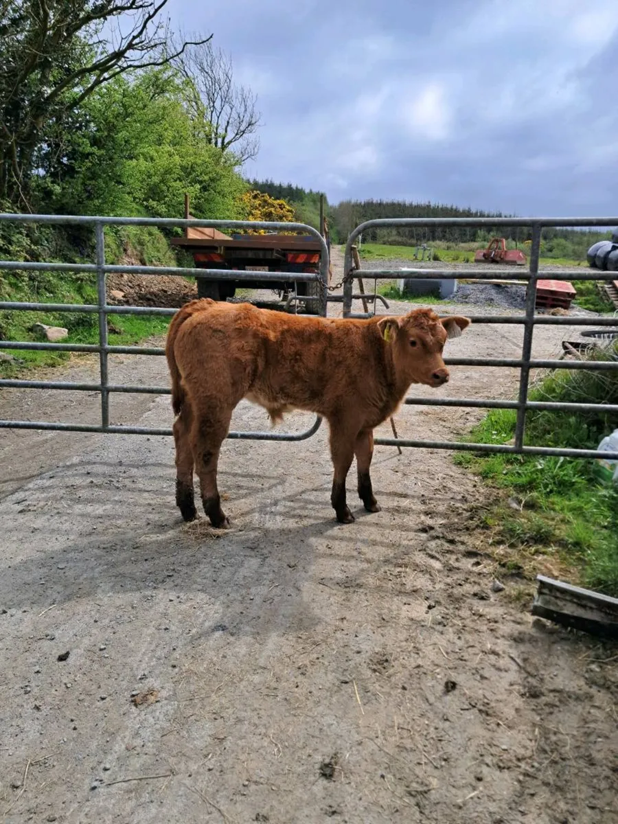 Cows with Calves at foot Ennis mart Tues 28th Apri - Image 1