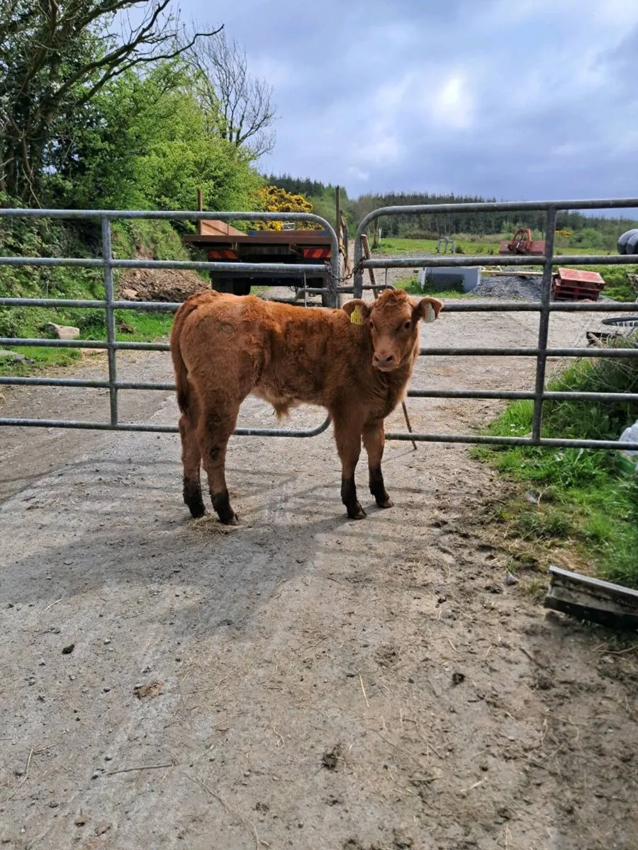 Cows with Calves at foot Ennis mart Tues 28th Apri - Image 2