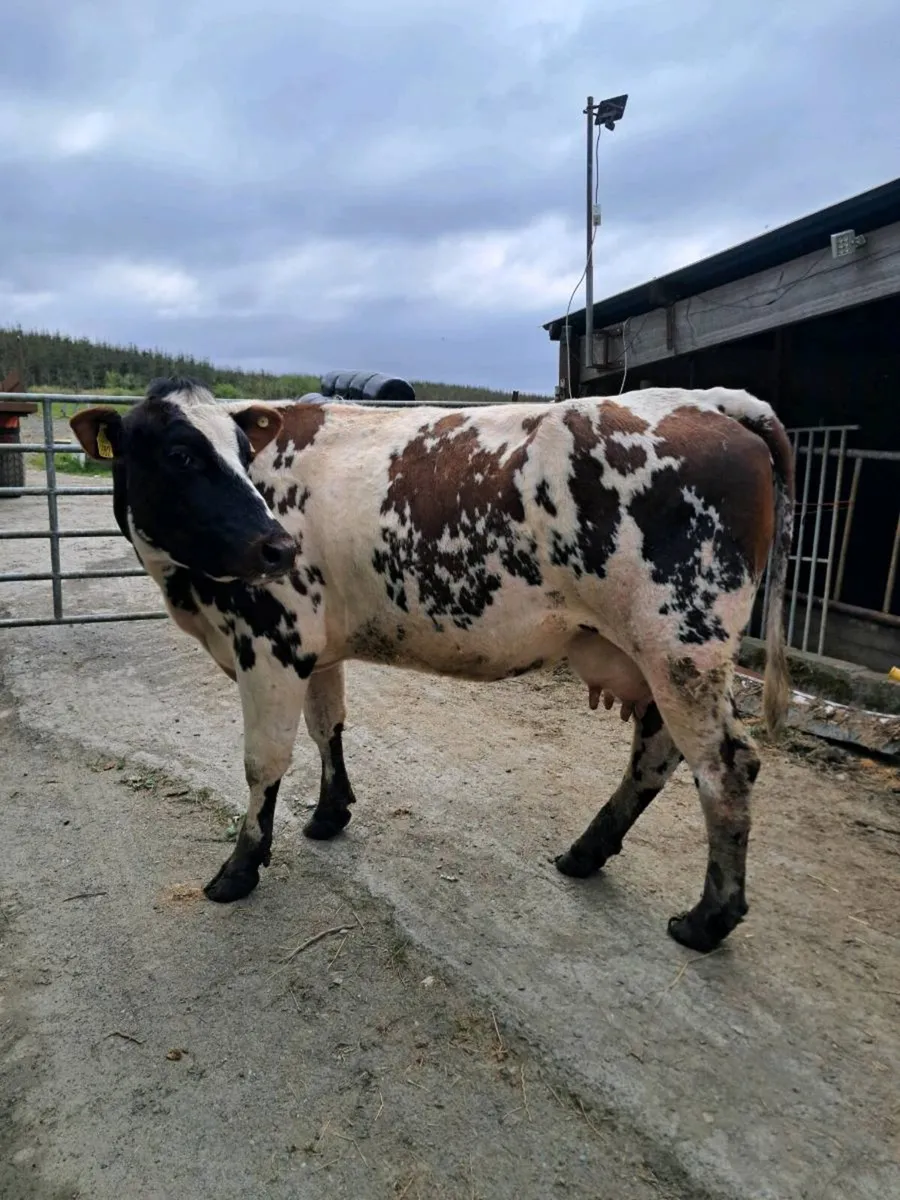 Cows with Calves at foot Ennis mart Tues 28th Apri - Image 3