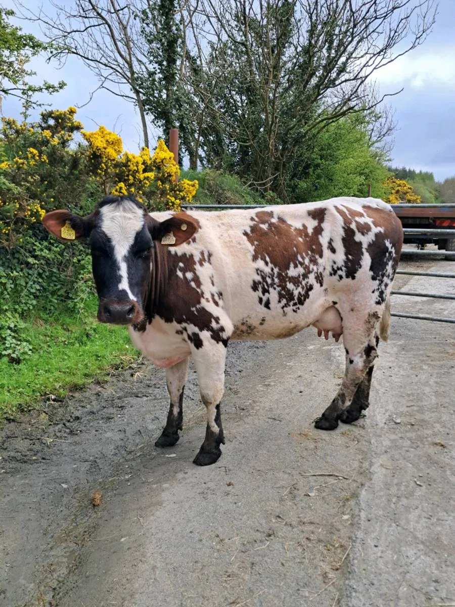 Cows with Calves at foot Ennis mart Tues 28th Apri - Image 4