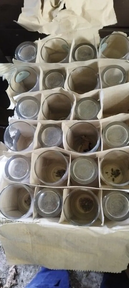 Smithwicks Pint Glasses - Image 3