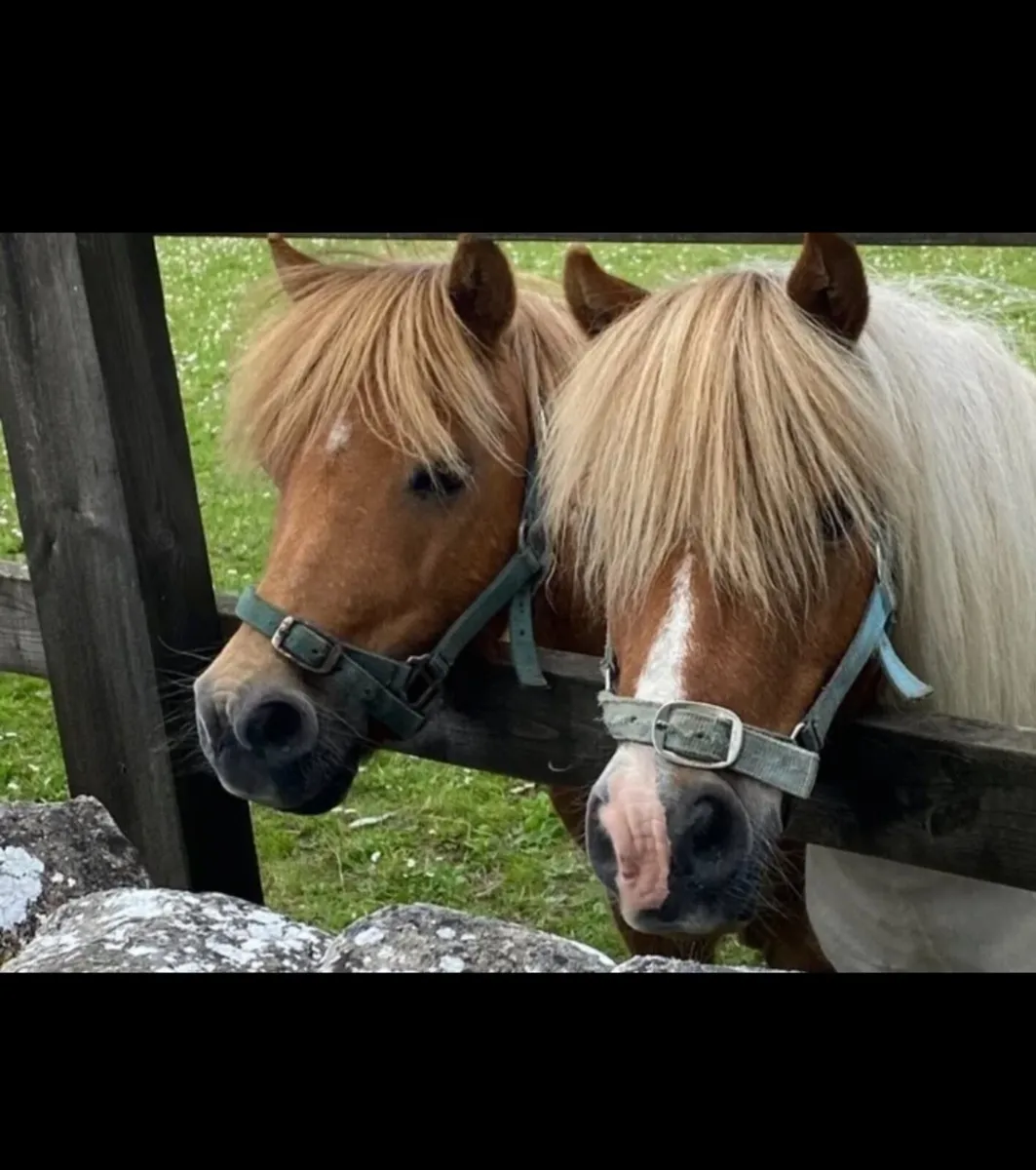 Grazing wanted short term or long term - Image 1