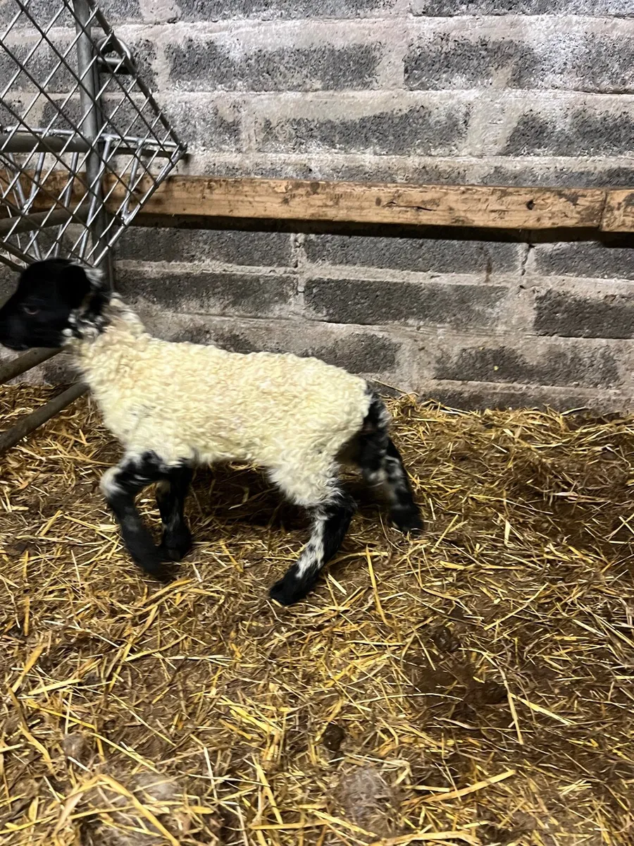 Foster Lamb - Image 1