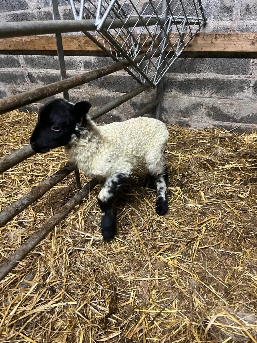 Foster Lamb - Image 3