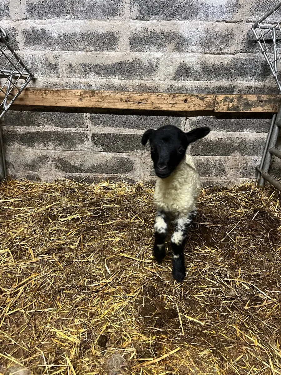 Foster Lamb - Image 4