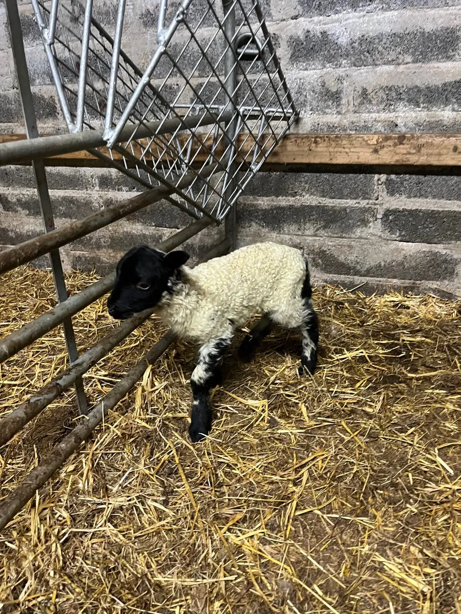 Foster Lamb - Image 2