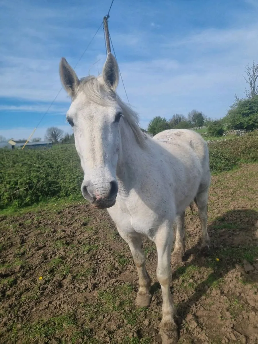 Draught mare - Image 1