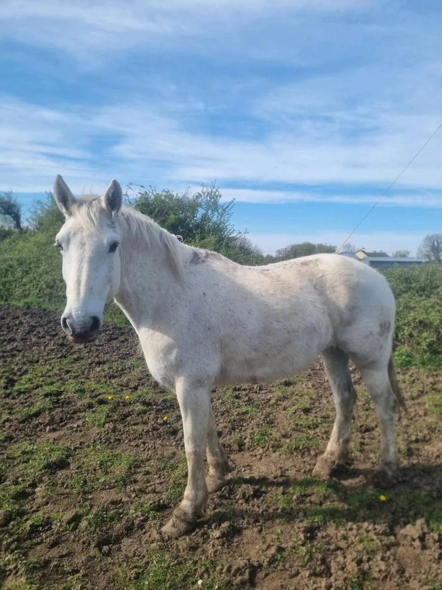 Draught mare - Image 2