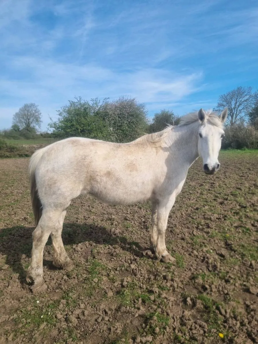 Draught mare - Image 3