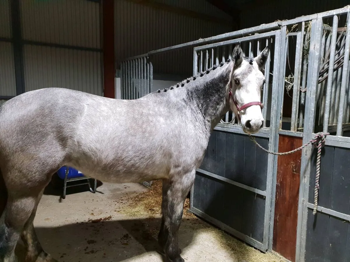 Draught mare - Image 4