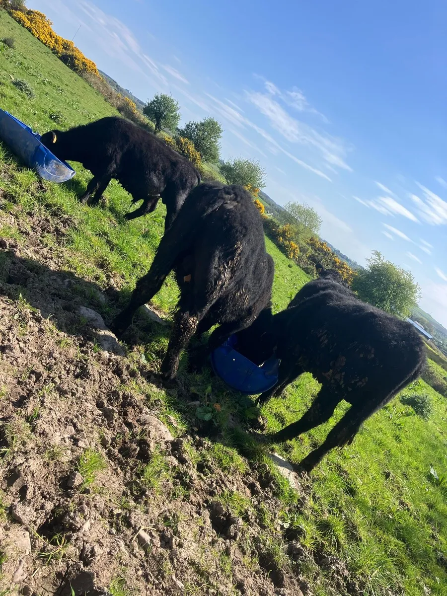 Angus bullocks - Image 2