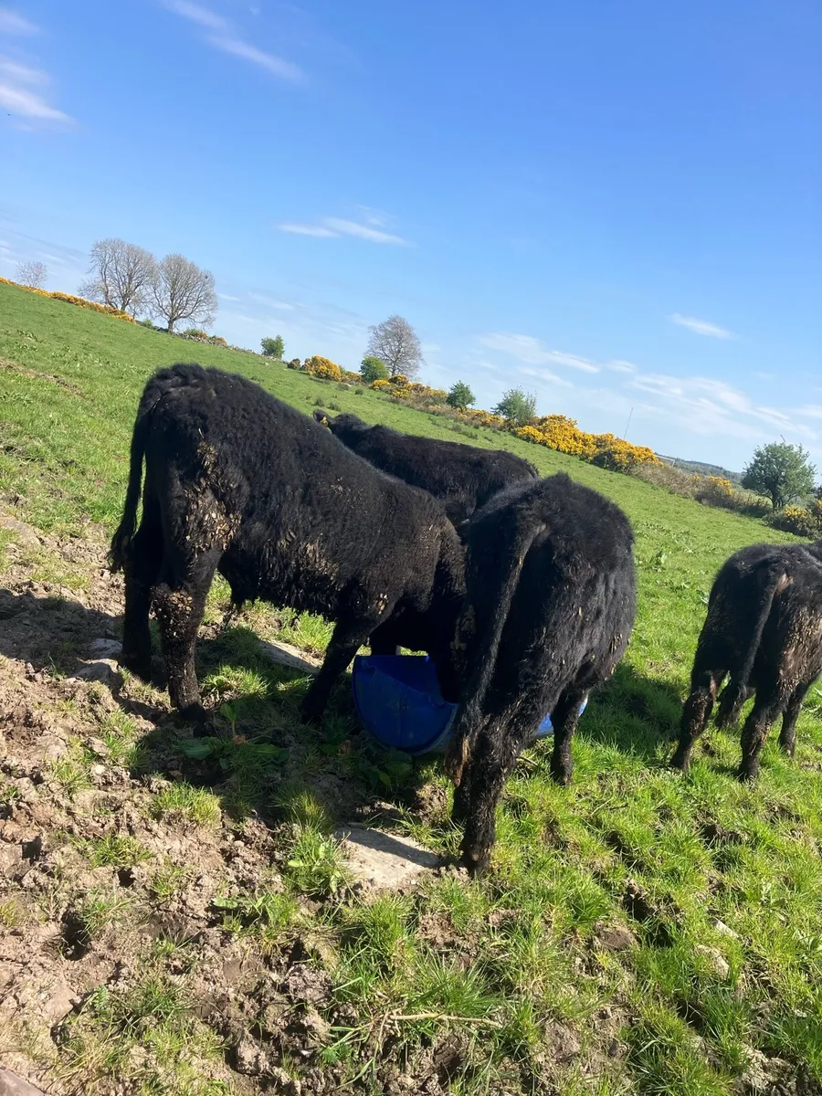 Angus bullocks - Image 3