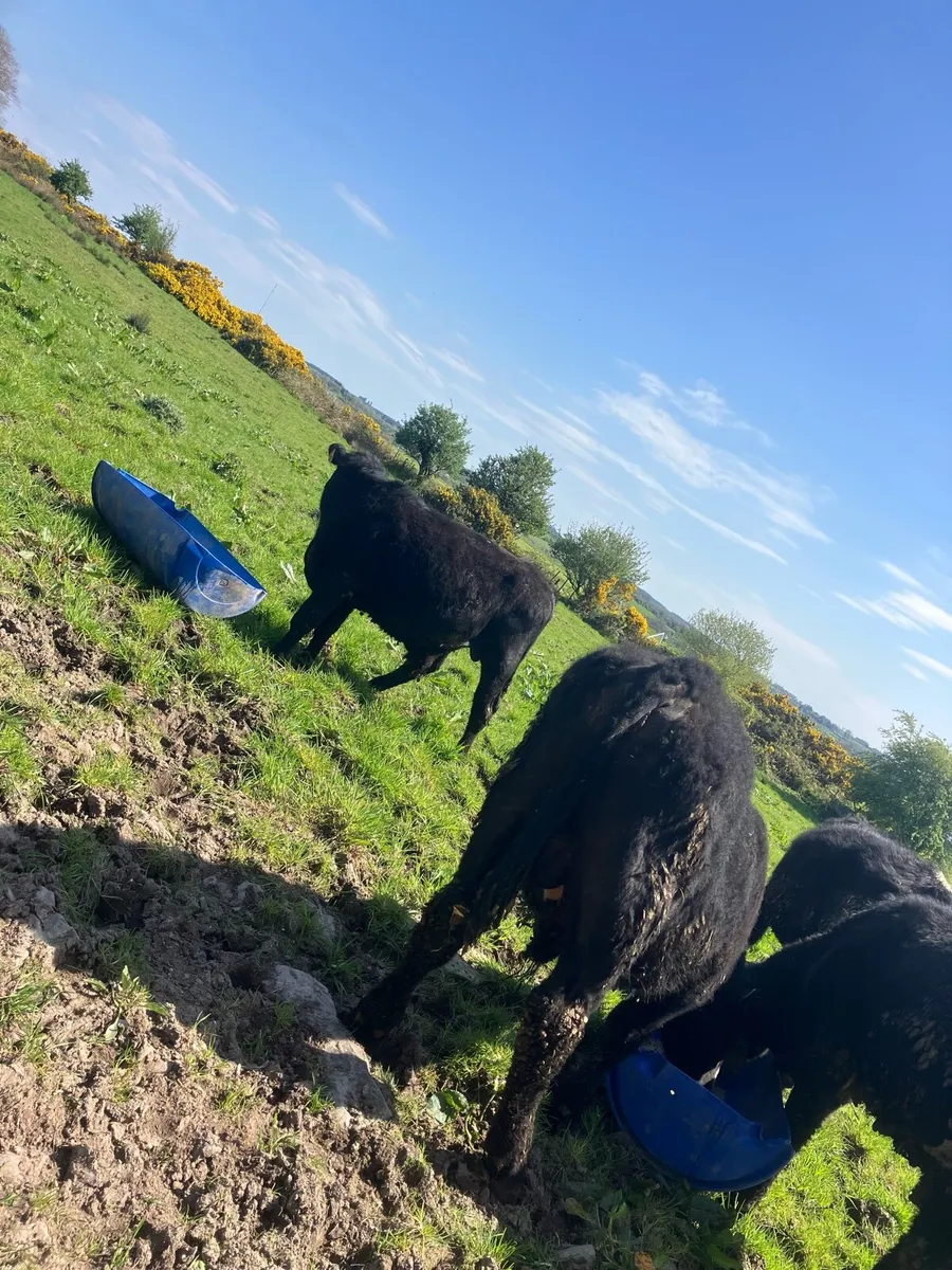 Angus bullocks - Image 4