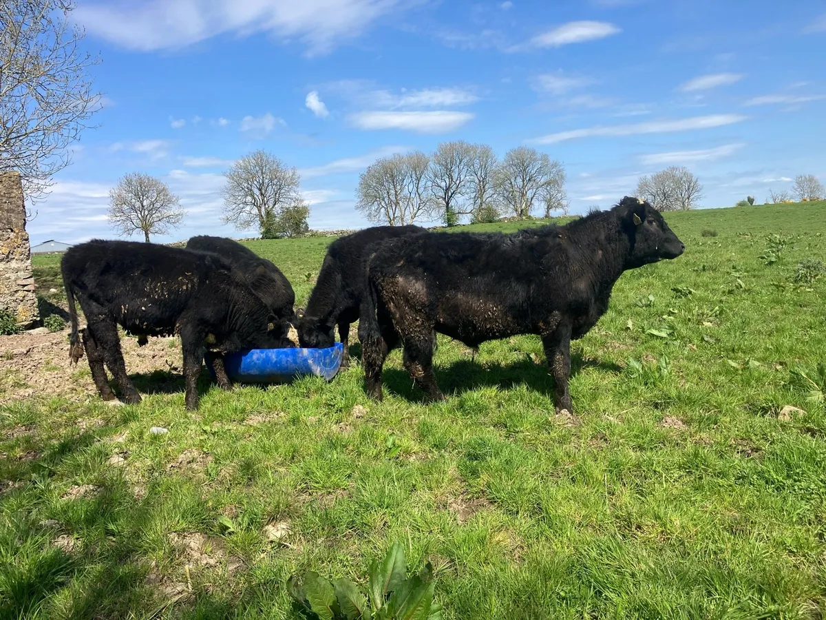 Angus bullocks - Image 1