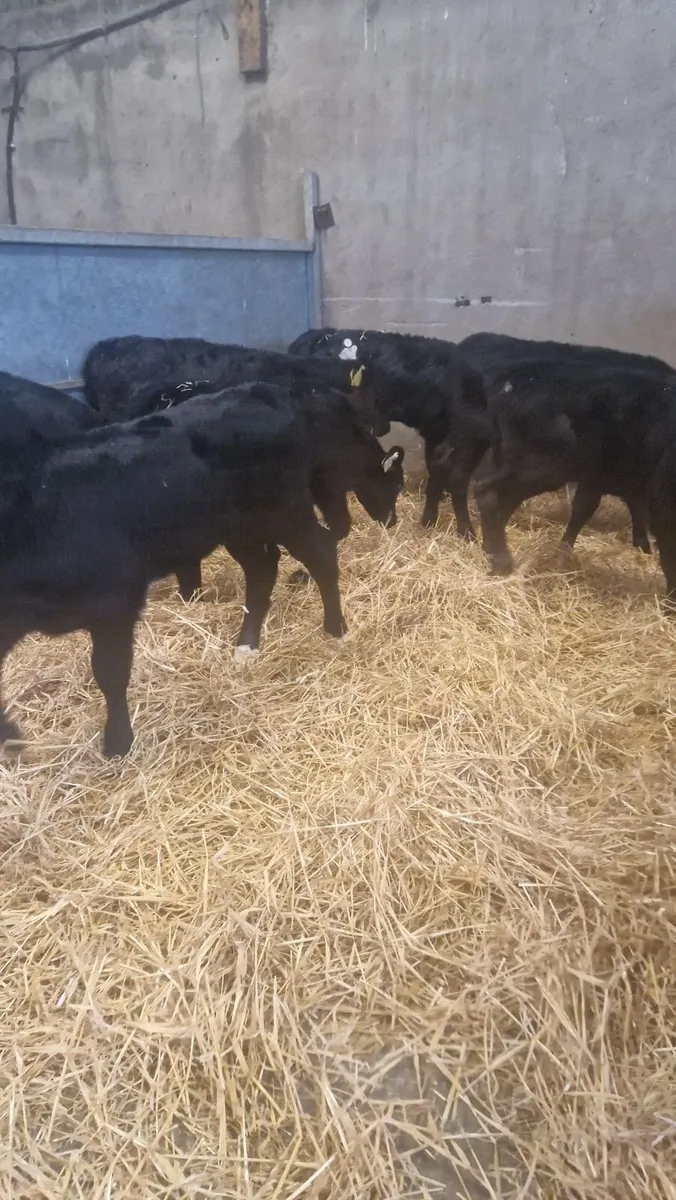 20 strong angus heifercalves fo - Image 1