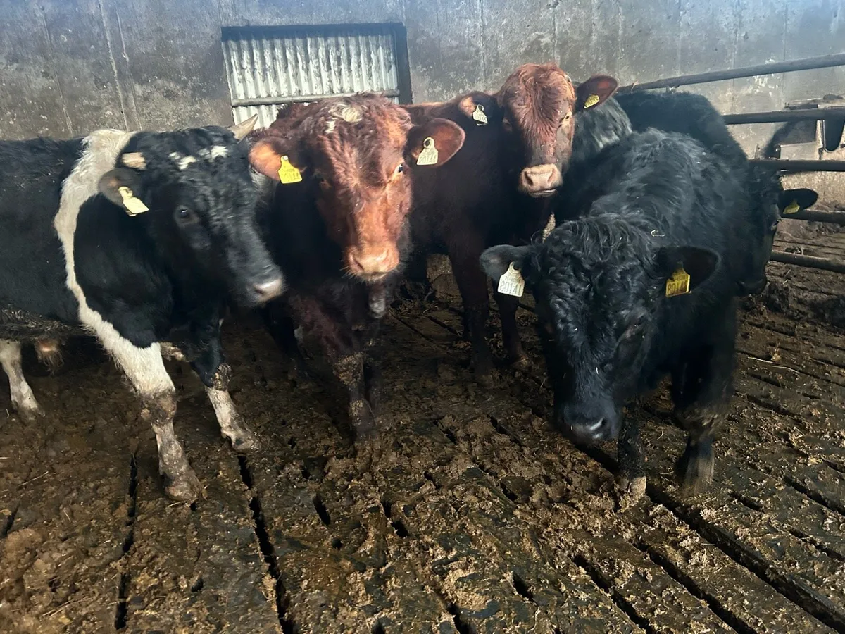 Organic bull Weanlings - Image 1