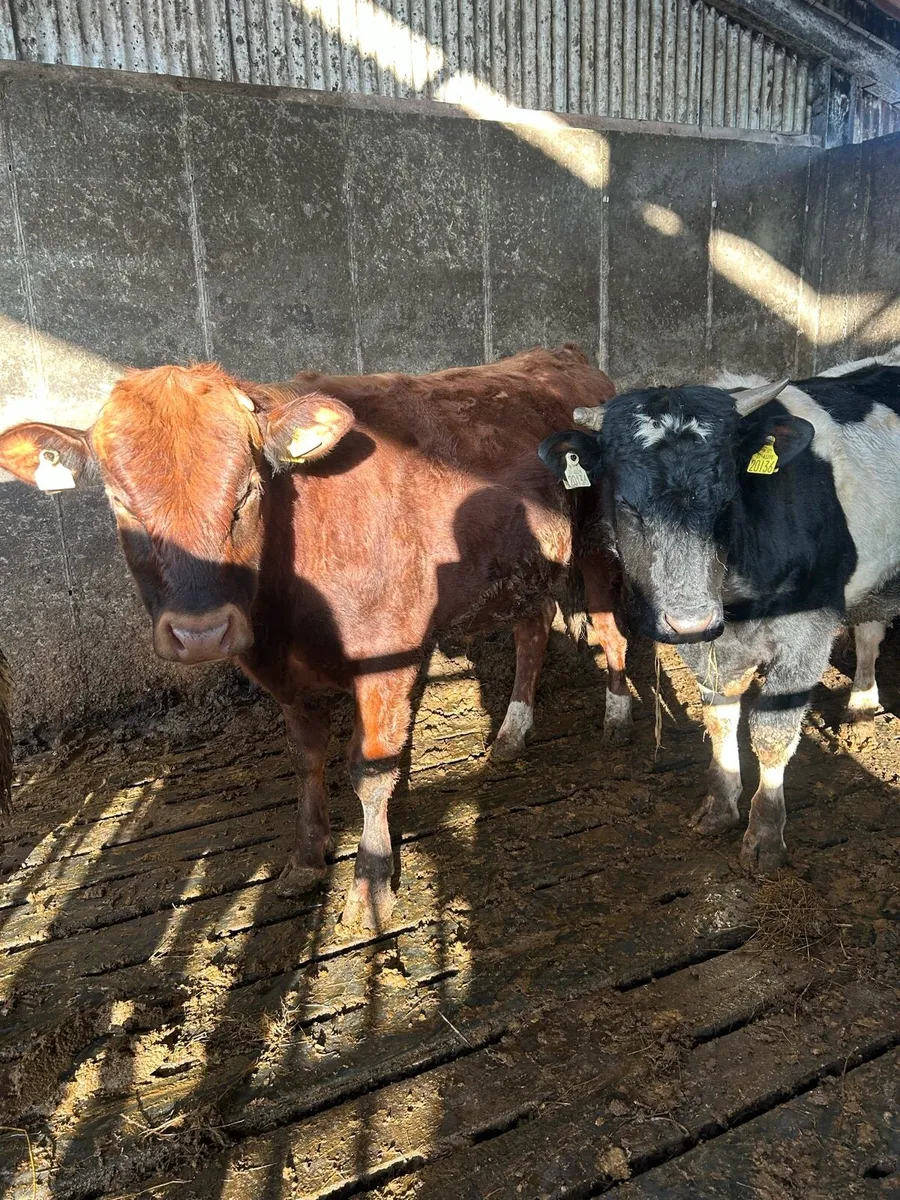 Organic bull Weanlings - Image 2