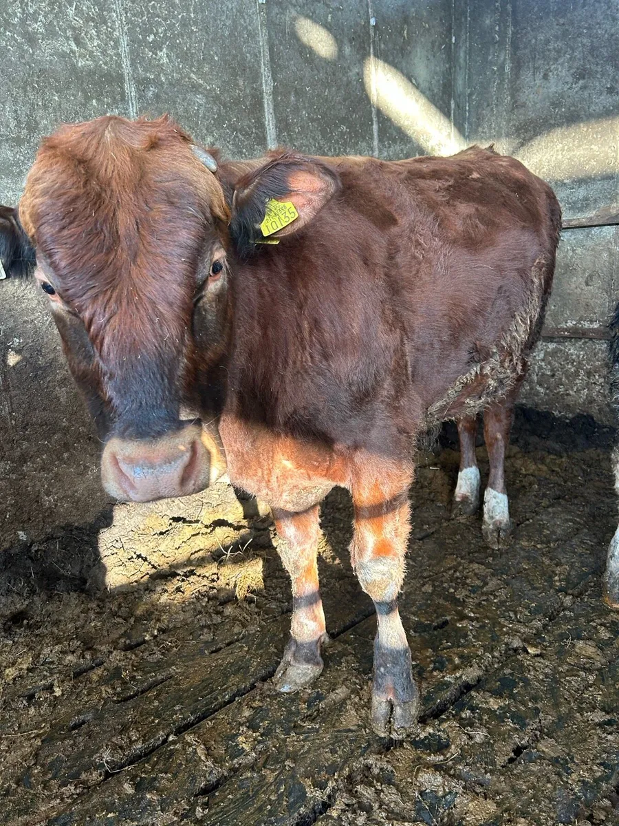 Organic bull Weanlings - Image 3