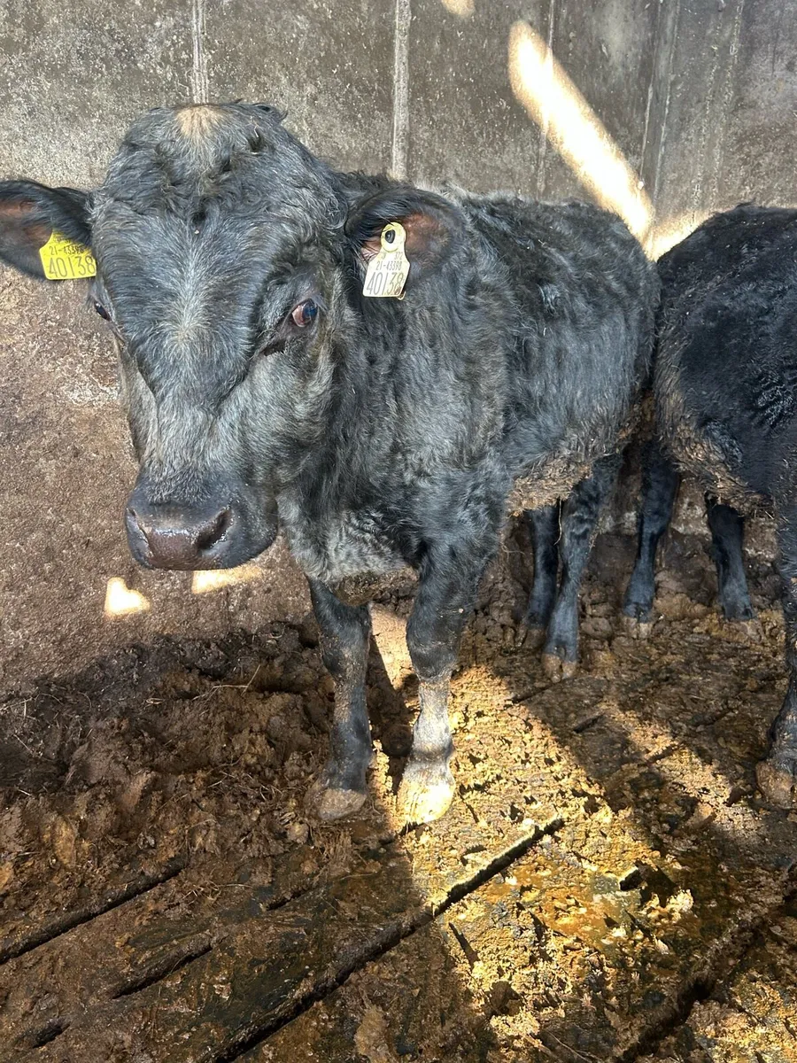 Organic bull Weanlings - Image 4