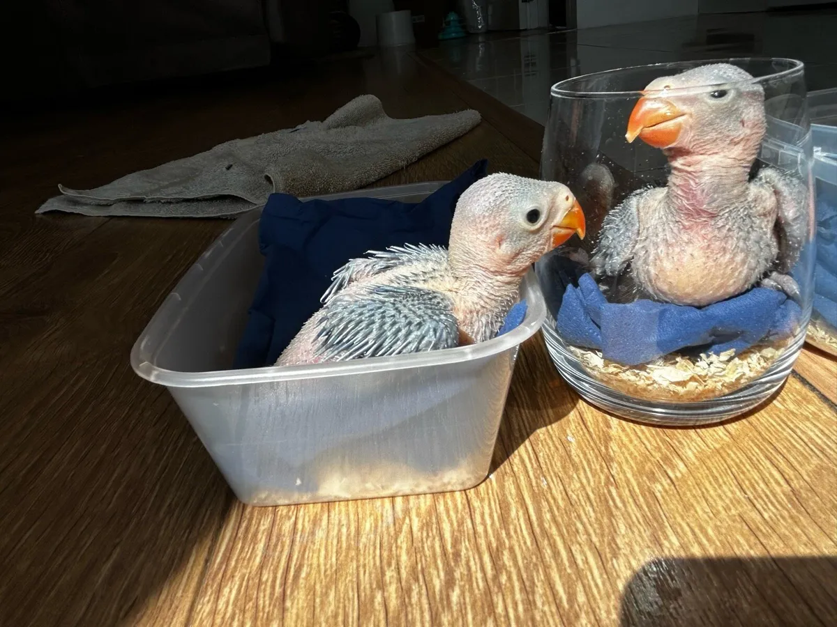 Blue Indian Ringneck parrot hand feeding chicks - Image 2