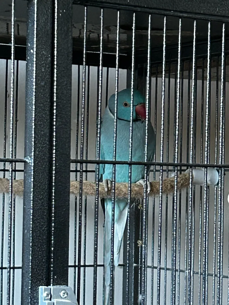 Blue Indian Ringneck parrot hand feeding chicks - Image 1