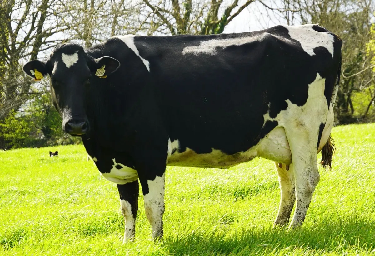 Co.CORK-Glenkeel Sale-Entire group Calved Heifers - Image 1