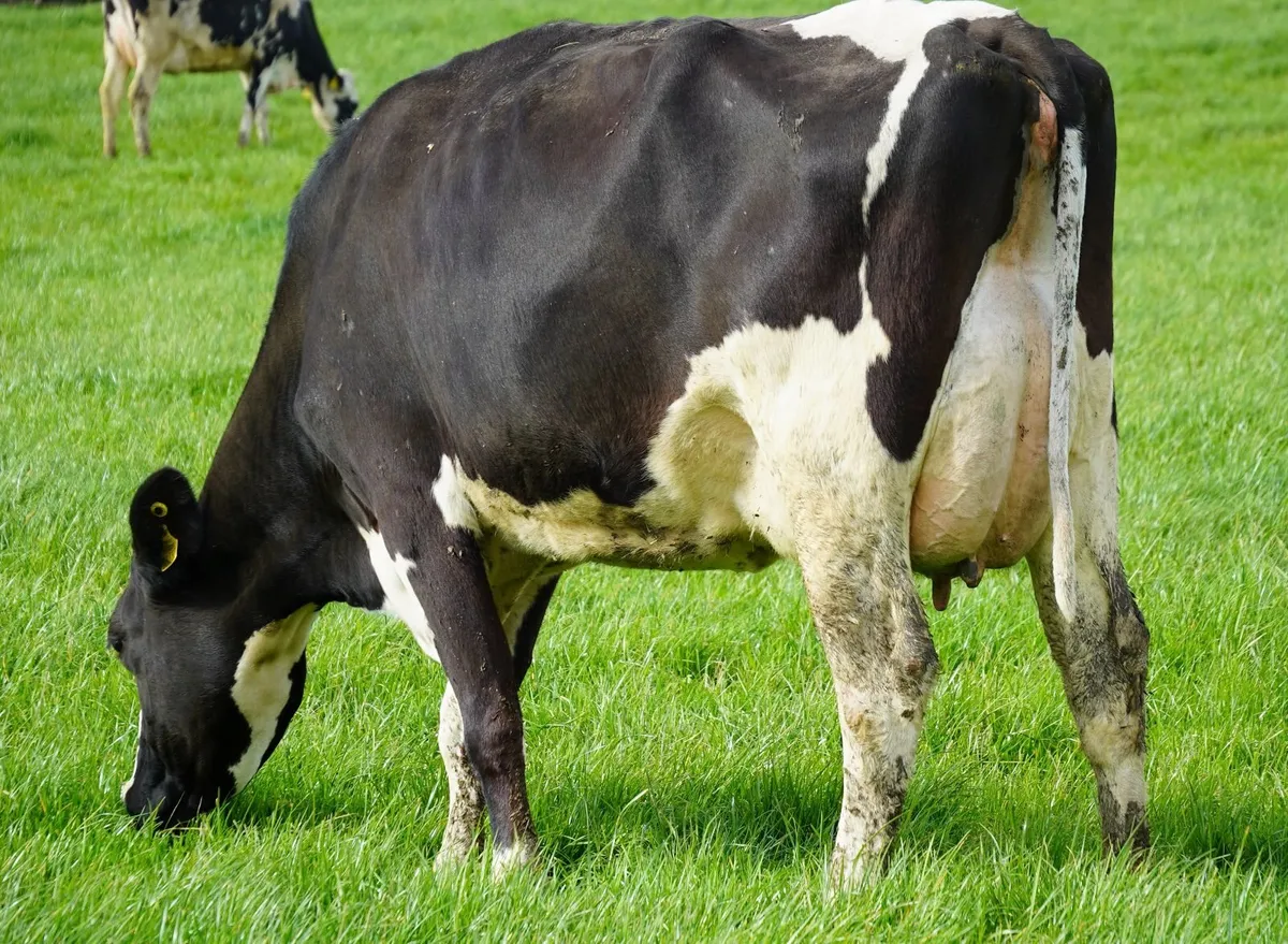 Co.CORK-Glenkeel Sale-Entire group Calved Heifers - Image 2