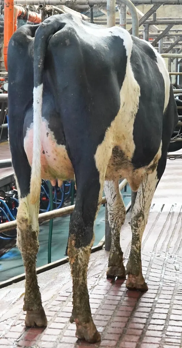 Co.CORK-Glenkeel Sale-Entire group Calved Heifers - Image 3