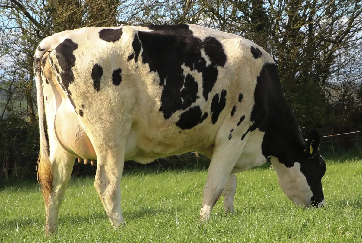 Co.CORK-Glenkeel Sale-Entire group Calved Heifers - Image 4