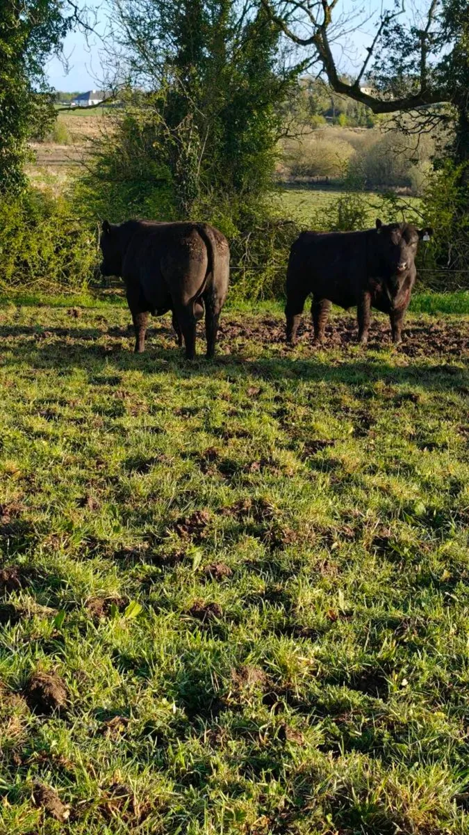 Angus bulls Cashel Mart this Saturday 2nd May - Image 4