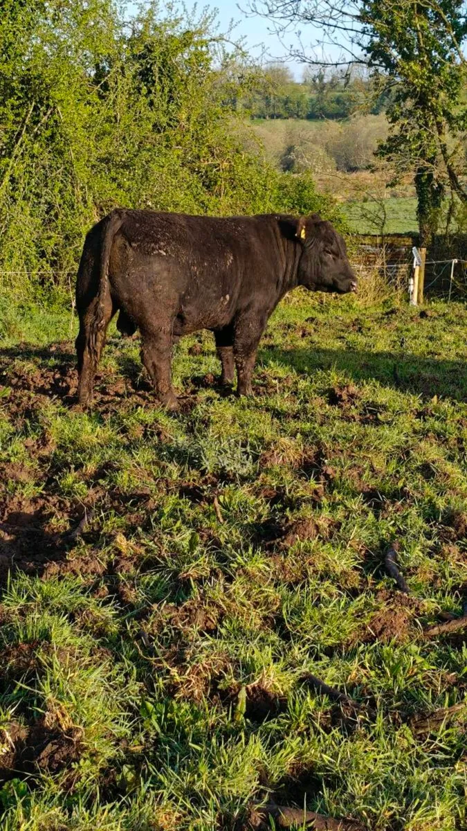 Angus bulls Cashel Mart next Saturday - Image 3