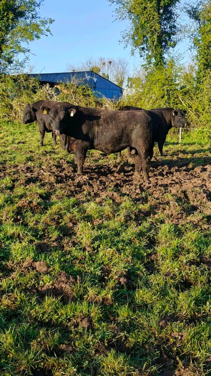 Angus bulls Cashel Mart next Saturday - Image 2