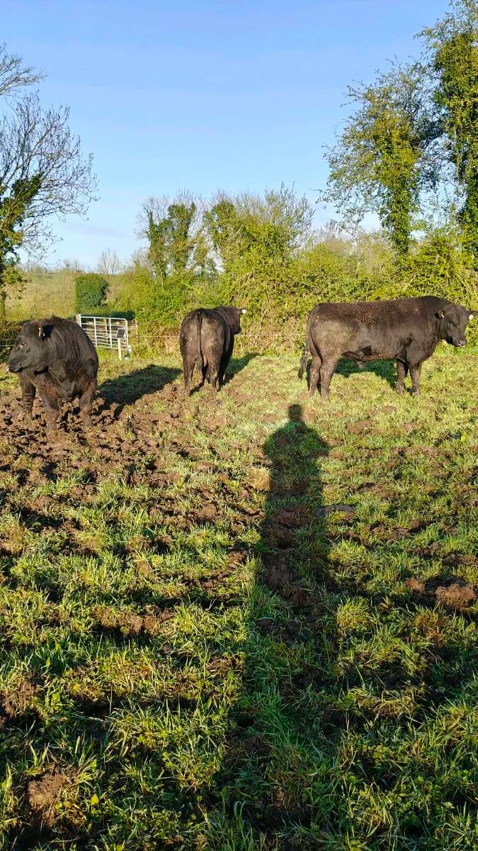 Angus bulls Cashel Mart next Saturday - Image 3