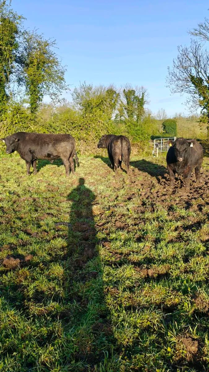 Angus bulls Cashel Mart next Saturday - Image 1