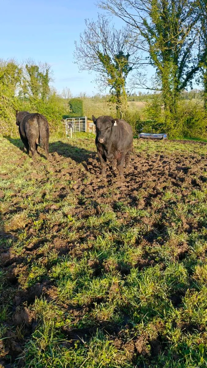Angus bulls Cashel Mart next Saturday - Image 4