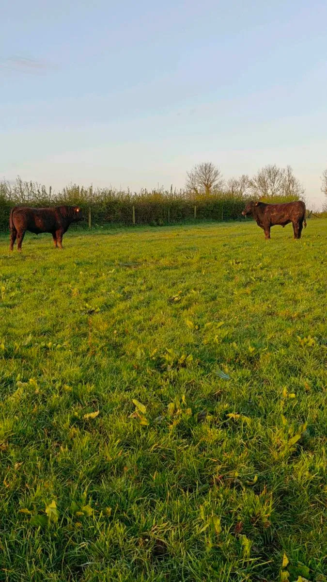 Angus bulls Cashel Mart next Saturday - Image 4