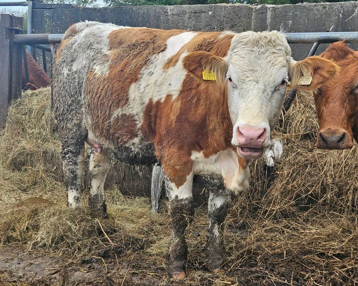 Simmental springing heifer - Image 3